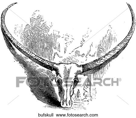 Mammals - general. The skull of a water buffalo. View Large Illustration Drawing - Mammals - general. The skull of a water buffalo.. Fotosearch