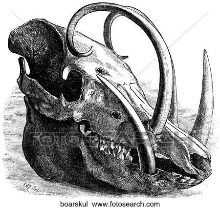 Mammals - general. The skull of a wild boar. View Large Illustration Drawing - Mammals - general. The skull of a wild boar.. Fotosearch
