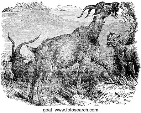 Stock Illustration - Mammals - general. Three goats eating.. Fotosearch