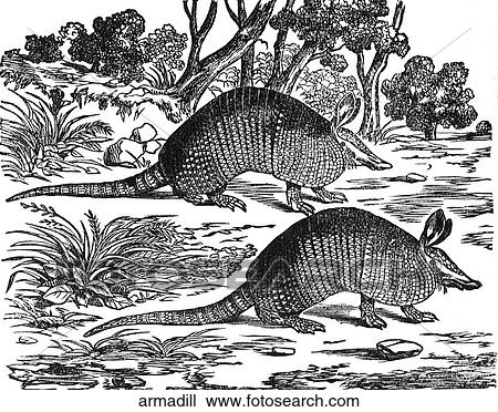 Mammals - general. Two armadillos. View Large Illustration Drawing - Mammals - general. Two armadillos.. Fotosearch