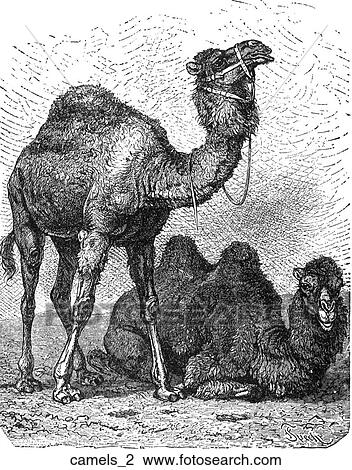 Mammals - general. Two camels, one standing, one sitting. View Large Illustration Drawing - Mammals - general. Two camels, one standing, one sitting.. Fotosearch