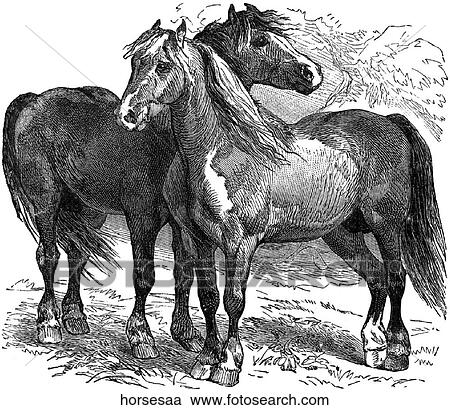 Mammals - general. Two horses with their heads crossed. View Large Illustration Clipart - Mammals - general. Two horses with their heads crossed.. Fotosearch