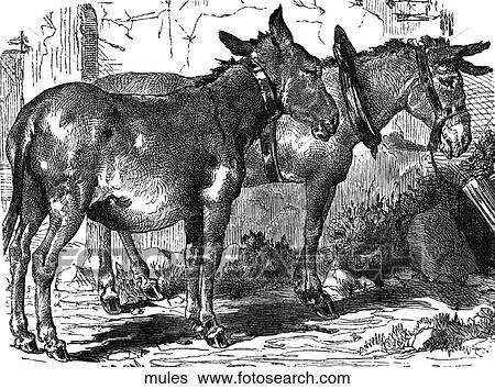 Mammals - general. Two mules with yokes. View Large Illustration Stock Illustration - Mammals - general. Two mules with yokes.. Fotosearch