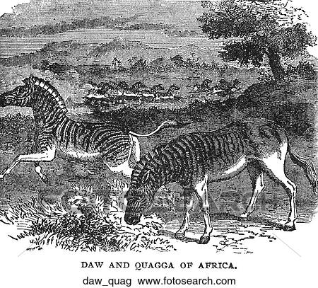 Mammals - general. Two types of zebra. View Large Illustration Drawing - Mammals - general. Two types of zebra.. Fotosearch