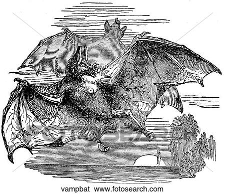 Mammals - general. Two vampire bats on the wing. View Large Illustration Stock Illustration - Mammals - general. Two vampire bats on the wing.. Fotosearch