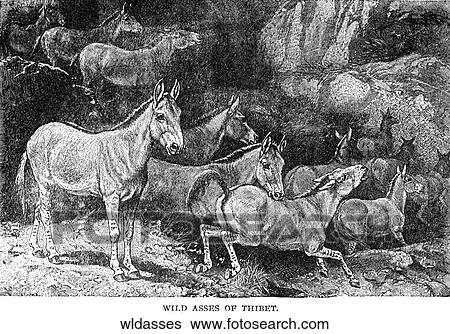 Mammals - general. Wild asses in Tibet. View Large Illustration Stock Illustration - Mammals - general. Wild asses in Tibet.. Fotosearch