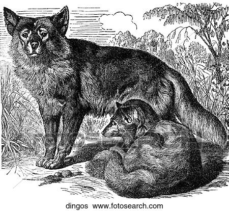 Mammals - general. Wild Australian dogs. View Large Illustration Stock Illustration - Mammals - general. Wild Australian dogs.. Fotosearch