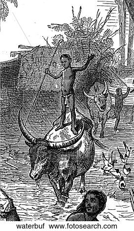 Mammals - scene. A boy standing on the back of a water buffalo. View Large Illustration Clip Art - Mammals - scene. A boy standing on the back of a water buffalo.. Fotosearch