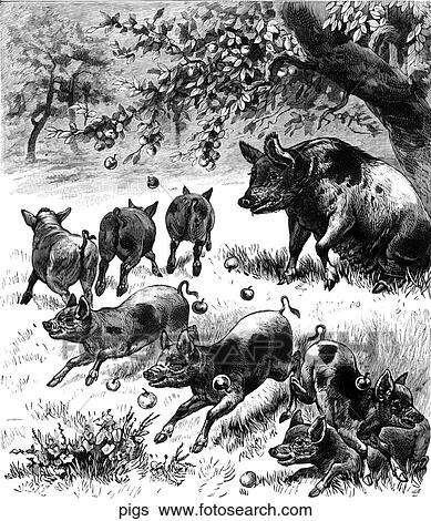 Stock Illustration - Mammals - scene. A group of pigs in the woods.. Fotosearch