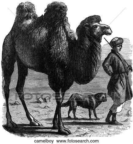 Stock Illustration - Mammals - scenes. A camel with its boy-trainer.. Fotosearch