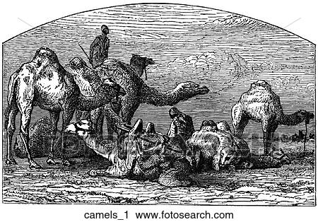 Mammals - scenes. A caravan of camels comes to rest. View Large Illustration Clip Art - Mammals - scenes. A caravan of camels comes to rest.. Fotosearch