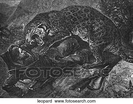 Mammals - scenes. A leopard leaping on a hunter. View Large Illustration Clip Art - Mammals - scenes. A leopard leaping on a hunter.. Fotosearch