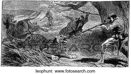 Mammals - scenes. A man shooting a leopard. View Large Illustration Stock Illustration - Mammals - scenes. A man shooting a leopard.. Fotosearch