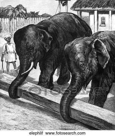 Mammals - scenes. Elephants moving lumber. View Large Illustration Clip Art - Mammals - scenes. Elephants moving lumber.. Fotosearch