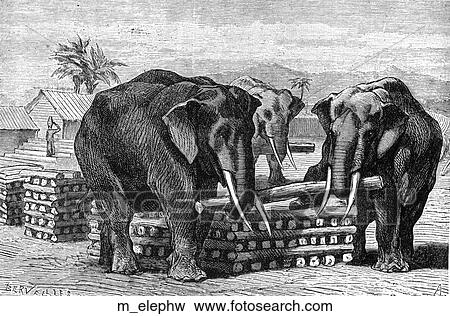 Mammals - scenes. Elephants moving logs. View Large Illustration Stock Illustration - Mammals - scenes. Elephants moving logs.. Fotosearch