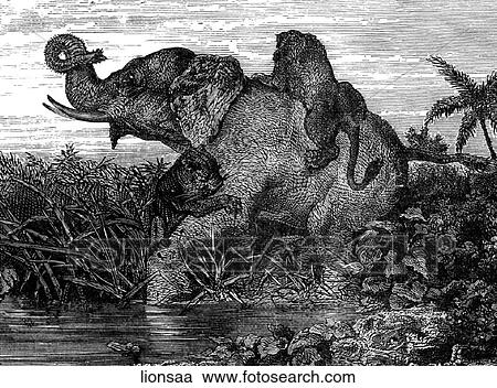 Mammals - scenes. Lions attacking an elephant. View Large Illustration Clipart - Mammals - scenes. Lions attacking an elephant.. Fotosearch