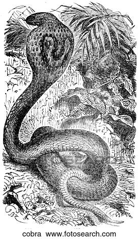 Clipart - Reptiles. A cobra about to strike.. Fotosearch