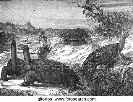 Reptiles. A giant tortoise. View Large Illustration Stock Illustration - Reptiles. A giant tortoise.. Fotosearch