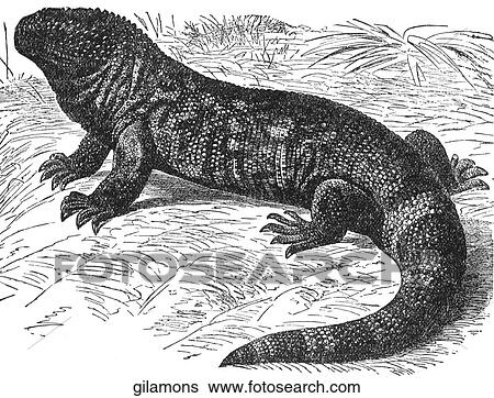 Stock Illustration - Reptiles. A gila monster.. Fotosearch