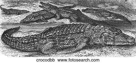 Reptiles. A group of crocodiles in water and on land. View Large Illustration Clipart - Reptiles. A group of crocodiles in water and on land.. Fotosearch
