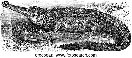 Reptiles. A lone crocodile. View Large Illustration Clipart - Reptiles. A lone crocodile.. Fotosearch