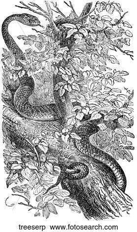 Stock Illustration - Reptiles. A serpent raiding a nest in a tree.. Fotosearch