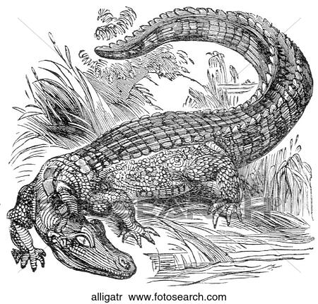 Reptiles. An alligator. View Large Illustration Stock Illustration - Reptiles. An alligator.. Fotosearch