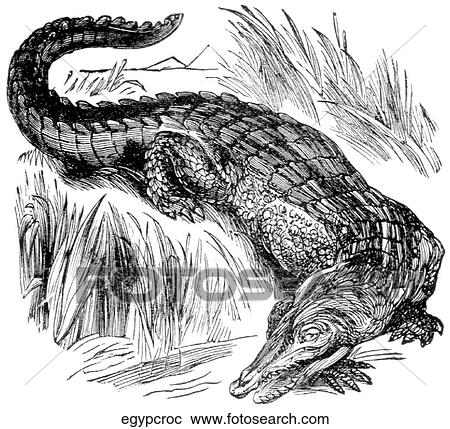 Reptiles. An Egyptian crocodile on the bank of the Nile. View Large Illustration Clipart - Reptiles. An Egyptian crocodile on the bank of the Nile.. Fotosearch