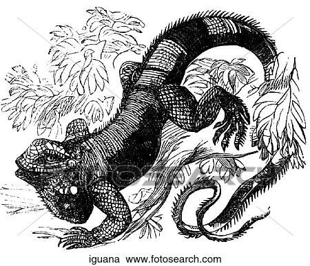 Reptiles. An iguana. View Large Illustration Clipart - Reptiles. An iguana.. Fotosearch