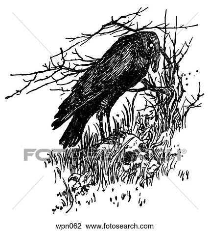 A Raven Perched on a Skull. Illustration by Howard Pyle View Large Illustration Drawing - A Raven Perched on a Skull. Illustration by Howard Pyle. Fotosearch