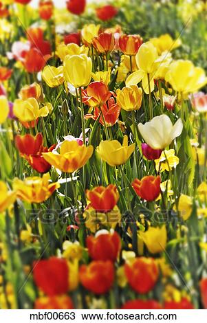 Munchen Bayern Botanischer Garten Rot Gelb Tulpen Stock Bild