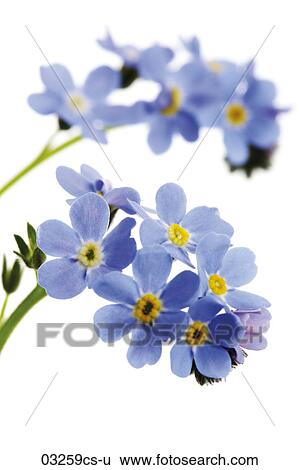 勿忘草 Myosotis Sylvatica 相片 cs U Fotosearch