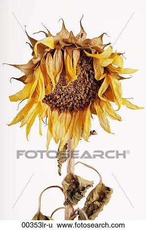 しおれさせる ひまわり Helianthus Annuus 画像コレクション lr U Fotosearch