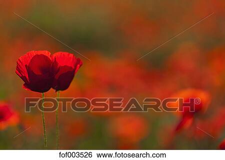 Italia Toscana Creta Vista Di Papavero Rosso Campo Con Due Fiori In Primo Piano Archivio Fotografico Fof003526 Fotosearch