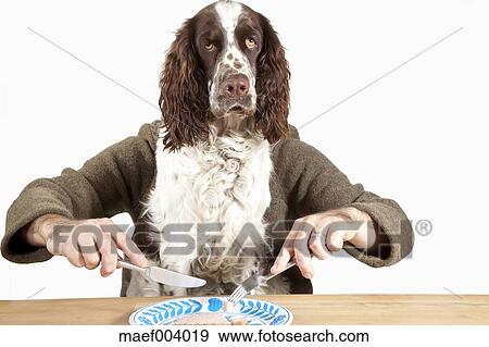 英語 Springer Spaniel 食事を で ナイフ と フォーク 写真館 イメージ館 Maef Fotosearch