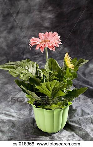 Topf Und Winterharte Gerbera Hybriden