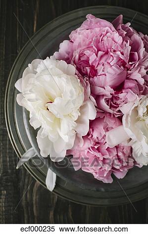 Bouquet De Pivoines Fleurs Grand Plan Banques De Photographies