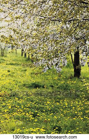 Deutschland Bluhen Obstbaume Bluehende Stock Fotograf 13019cs