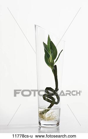 Lucky Bamboo Dracaena Sanderiana In Flower Vase Stock Photograph