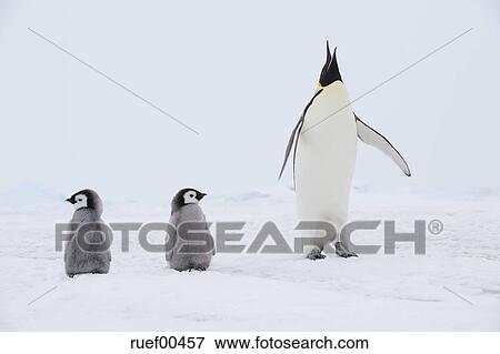 南極大陸 光景 の 皇帝の ペンギン で ひよこ 写真館 イメージ館 Ruef Fotosearch