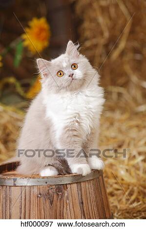 British Longhair Lilac White Kitten Sitting On Tub Stock Photo