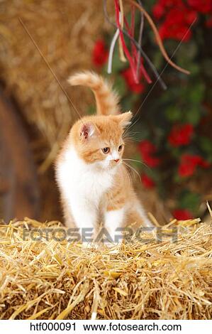 British Shorthair Kitten Standing At Hay Stock Image Htf000091