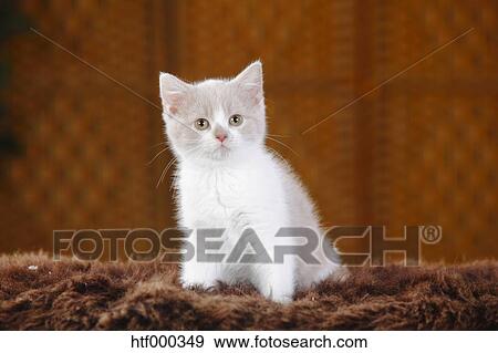 British Shorthair Cat Kitten Sitting On Faux Fur Stock Photo