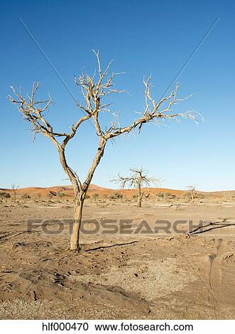 アフリカ ナミビア Sossusvlei 砂 砂丘 死んだ木 ストックイメージ Hlf Fotosearch