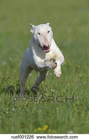 bull terrier running