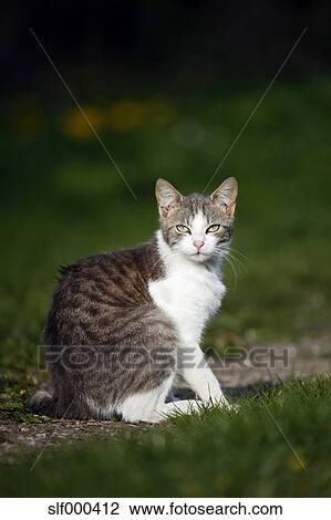 Germany Baden Wuerttemberg Grey White Tabby Cat Felis Silvestris Catus Sitting On Meadow Stock Image Slf Fotosearch