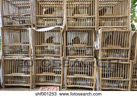 Porcelaine Hong Kong Bois Cages Oiseaux à Oiseaux Chanteurs à Les Yuen Po Rue Marché Oiseau Dans En Ville Kowloon Banque Dimage