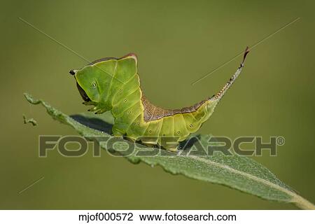 Inglaterra Puss Moth Cerura Vinula Lagarta Banco De Imagem Mjof000572 Fotosearch