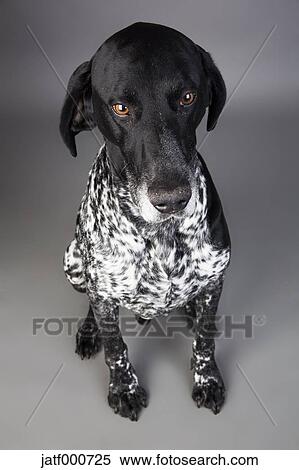 Portrait Of Well Behaved German Shorthaired Pointer Sitting In
