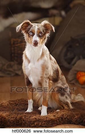 red merle texas heeler